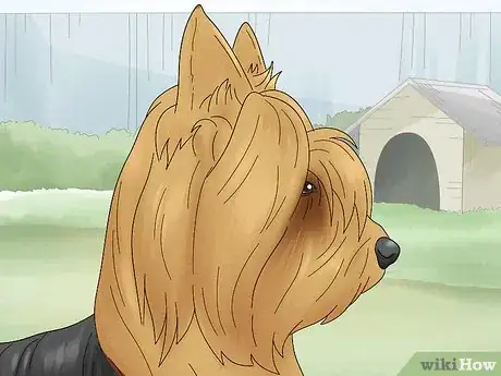 Image titled Identify a Silky Terrier Step 2
