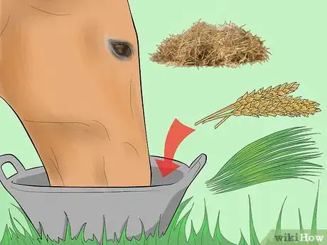 Image titled Prevent a Horse From Colicking Step 1