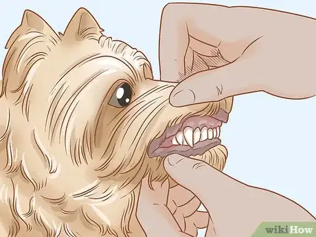 Image titled Groom a Yorkie Pomeranian Mix Step 15