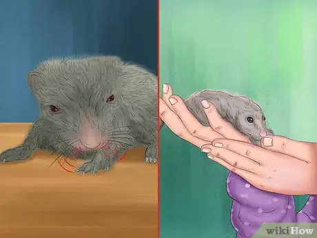 Image titled Treat Respiratory Problems in Gerbils Step 5