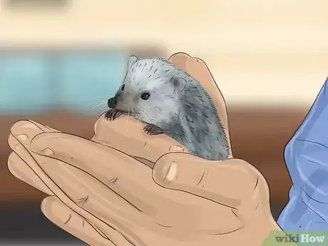 Image titled Tame a Hedgehog Step 1