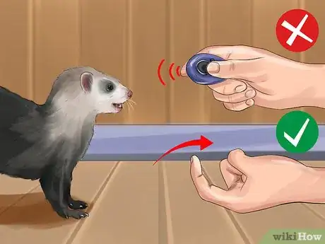 Image titled Train a Ferret Step 18