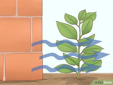 Image titled Grow a Rubber Tree Step 6