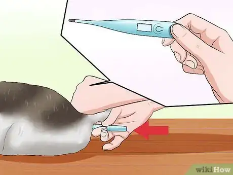 Image titled Detect Kitten URI or Pneumonia Step 5