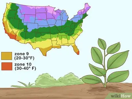 Image titled Grow a Rubber Tree Step 5