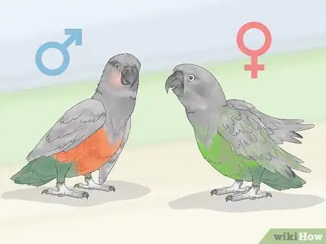 Image titled Know if a Red Bellied Parrot Is Right for You Step 12