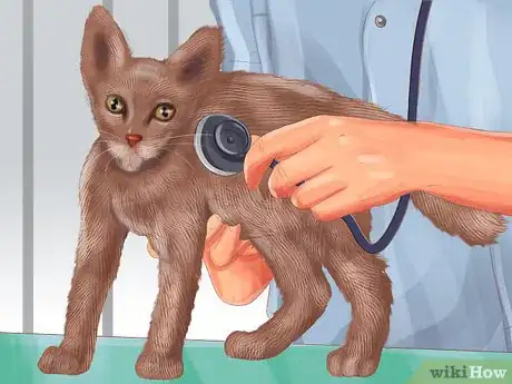 Image titled Find a Pet Behaviorist for Your Cat Step 13