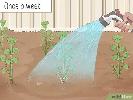 Image titled Grow Horehound Step 10