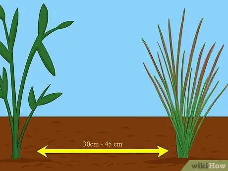 Image titled Grow Japanese Blood Grass Step 2