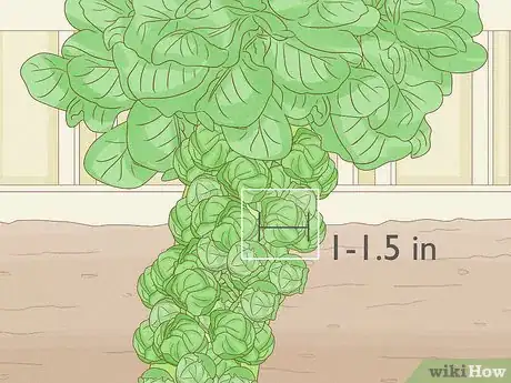 Image titled Harvest Brussels Sprouts Step 2