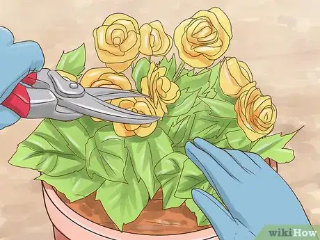 Image titled Grow Miniature Houseplants Step 15