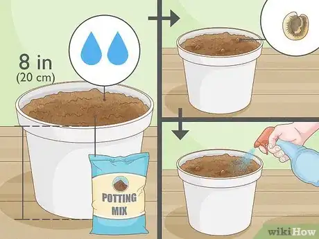 Image titled Propagate Hollyhocks Step 10