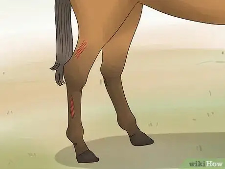 Image titled Handle Hind Leg Problems in Horses Step 14