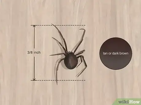 Image titled Keep False Widow Spiders Out of Your House Step 1