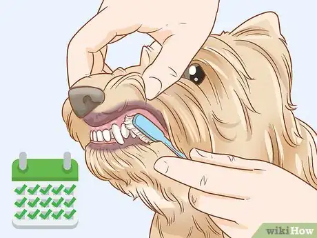 Image titled Groom a Yorkie Pomeranian Mix Step 17