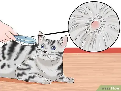 Image titled Care for American Shorthair Cats Step 11
