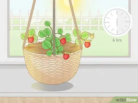 Image titled Grow Strawberries in Hanging Baskets Step 13