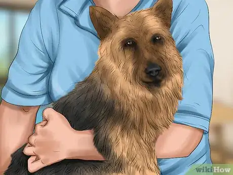 Image titled Care for an Australian Terrier Step 9
