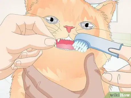 Image titled Keep a Cat Healthy Step 22