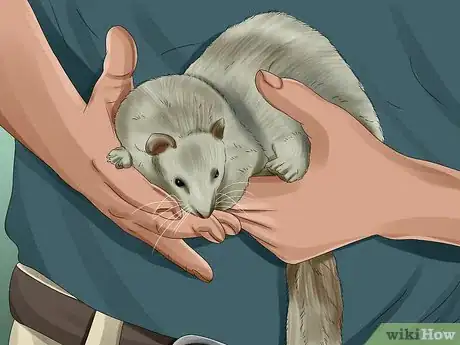 Image titled Care for a Ferret Step 10