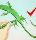 Draw a Lizard
