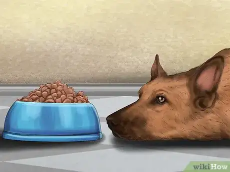 Image titled Help a Dog Suffering from Trauma Step 11