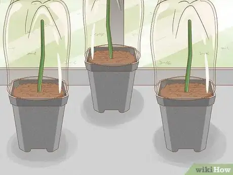 Image titled Breed Purple Roses Step 14