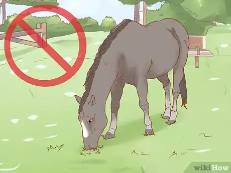 Image titled Manage a Laminitis Prone Horse Step 4