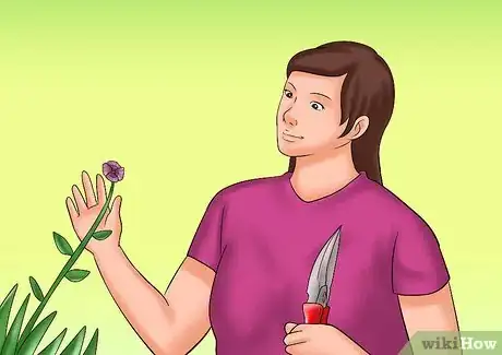 Image titled Cut from a Pansy Plant Step 10