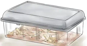 Breed Leopard Geckos