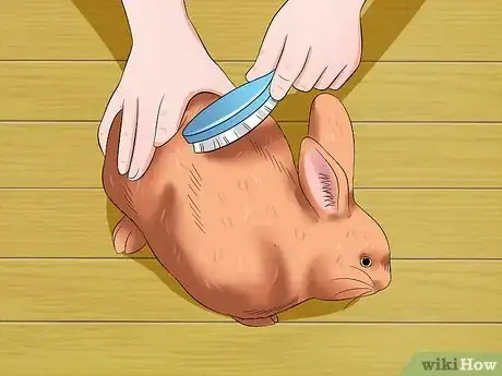 Image titled Care for Thrianta Rabbits Step 18