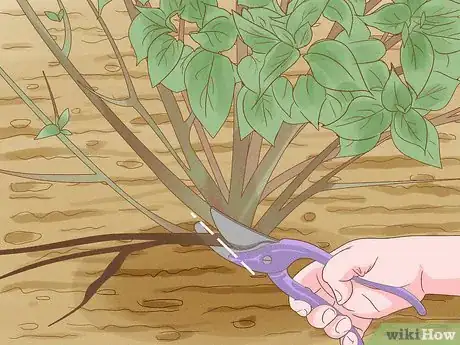 Image titled Prune Lacecap Hydrangeas Step 7