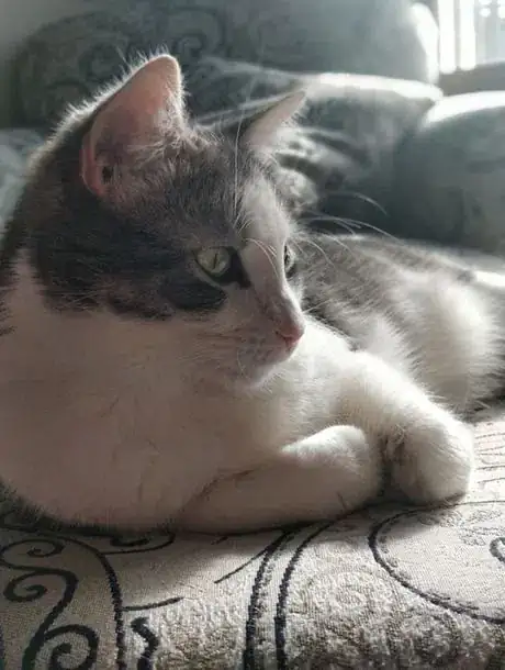 Image titled Hannah Pet 2