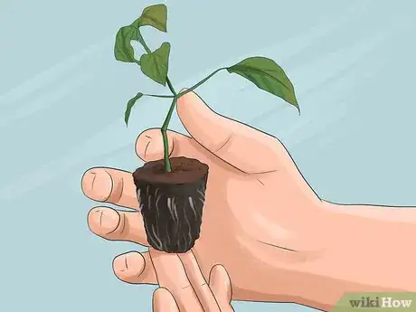 Image titled Grow Ivy Step 26