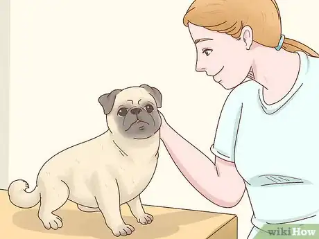 Image titled Choose a Pug Step 9