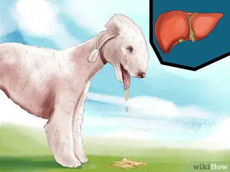 Image titled Choose a Bedlington Terrier Step 9