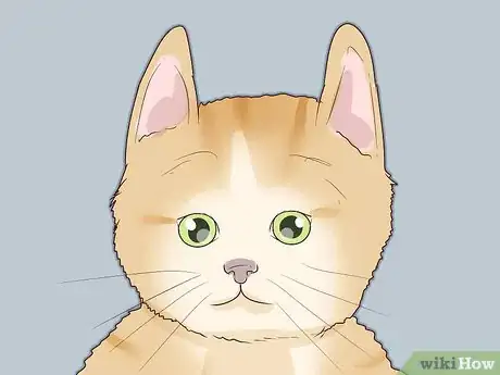 Image titled Train a Cat to Stop Fearing Sudden Movements Step 15
