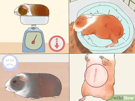 Image titled Handle Anorexia in Guinea Pigs Step 3