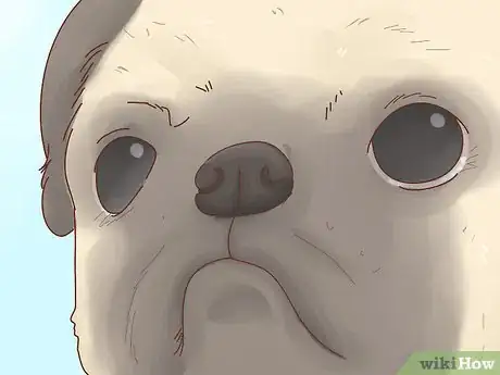 Image titled Choose a Pug Step 7