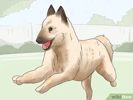Image titled Identify a Belgian Laekenois Dog Step 16