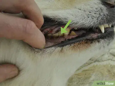 Image titled Diagnose Canine Periodontal Disease Step 3