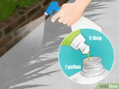 Image titled Get Rid of Boxelder Bugs Step 4