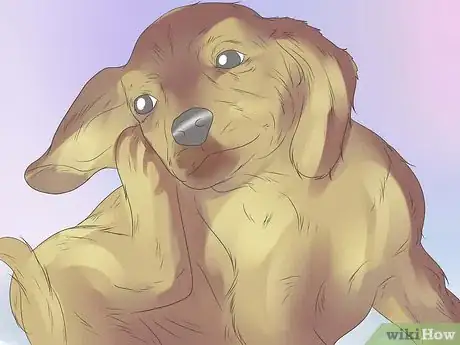 Image titled Remove Ear Mites from a Dog Step 15