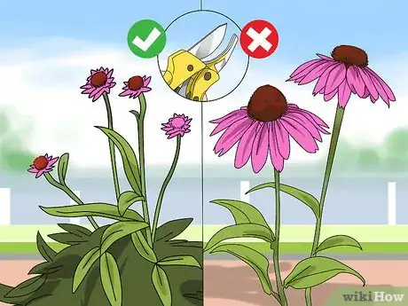 Image titled Prune Coneflowers Step 10