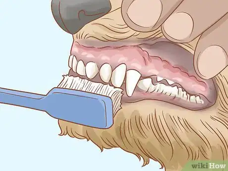 Image titled Groom a Yorkie Pomeranian Mix Step 16