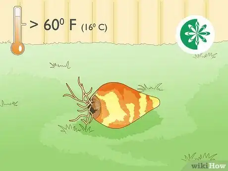 Image titled Plant Spider Lily Bulbs Step 1