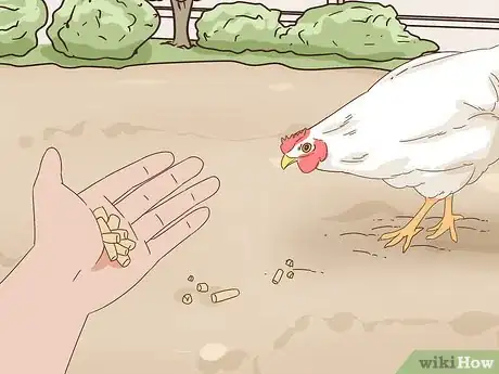 Image titled Keep a Pet Chicken Step 13