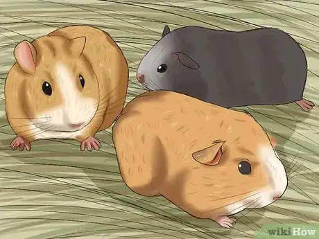 Image titled Introduce a New Guinea Pig to a Community Cage Step 10