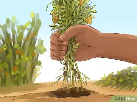 Image titled Harvest Lentils Step 5