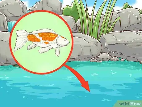 Image titled Clean a Koi Pond Step 15